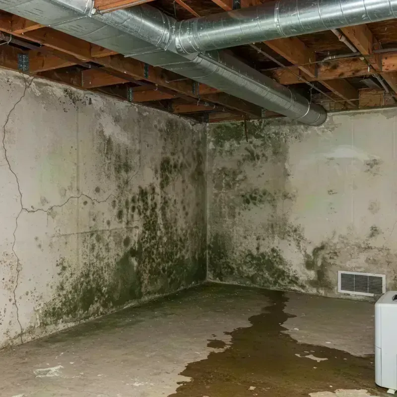 Professional Mold Removal in Cortez, CO